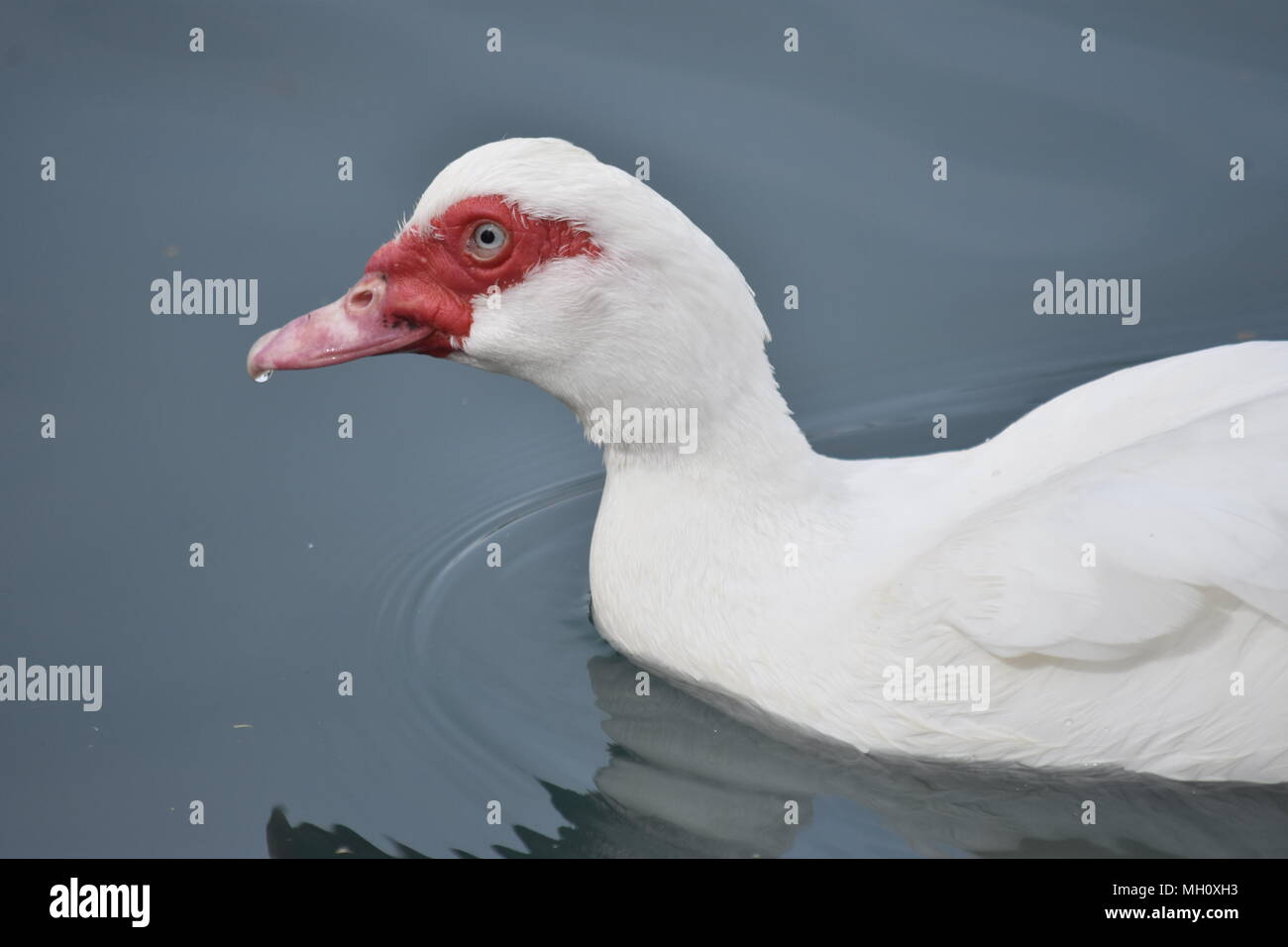 Red Faced Duck Stock Photo