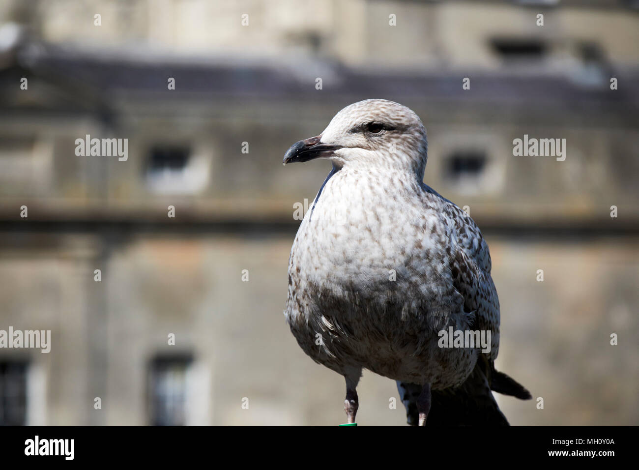 juvenile herring gull in bath somerset england uk Stock Photo Alamy