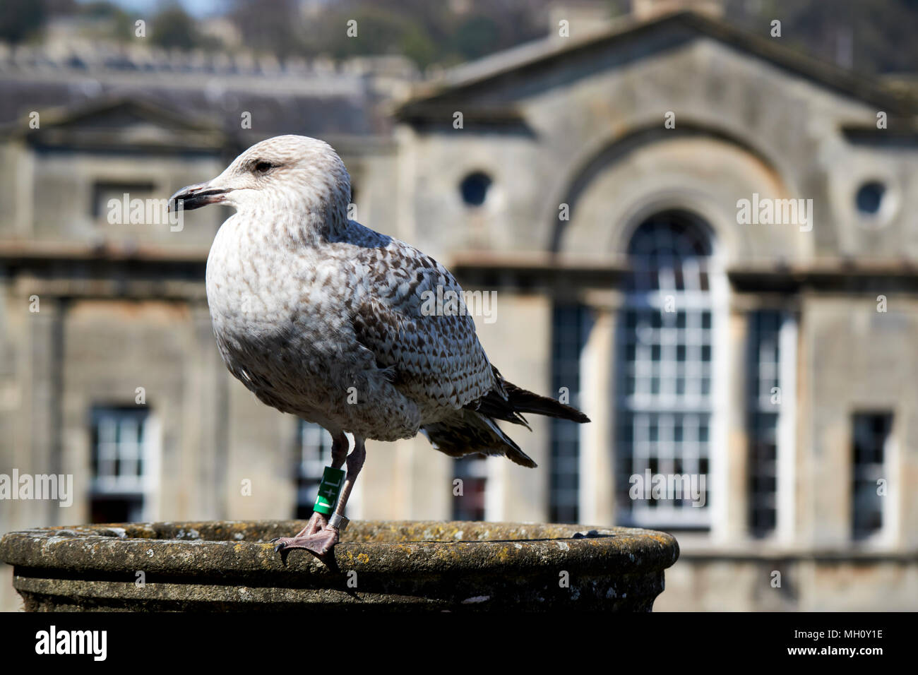 ring marked juvenile herring gull in bath somerset england uk Stock Photo Alamy