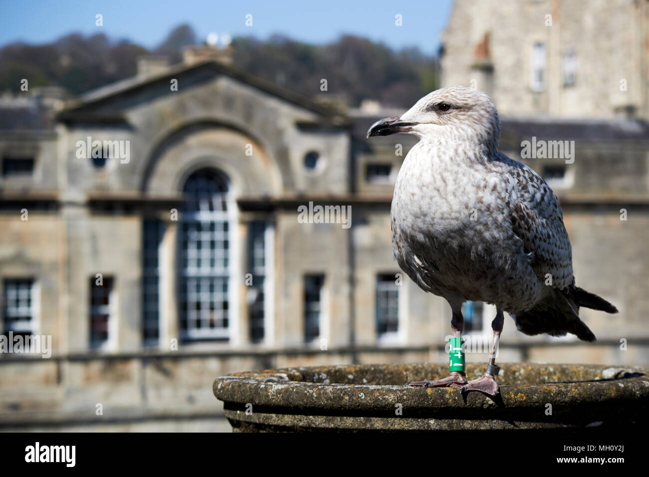 ring marked juvenile herring gull in bath somerset england uk Stock Photo Alamy