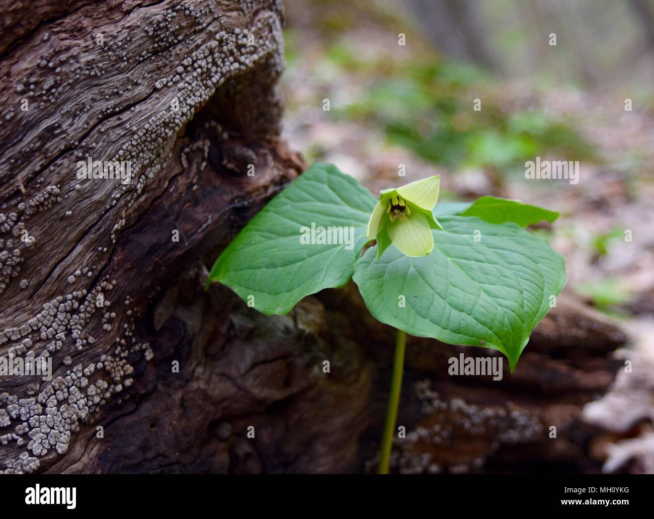 Unusual pale yellow flower on a red trillium plant emerging near a log in a spring forest. Stock Photo