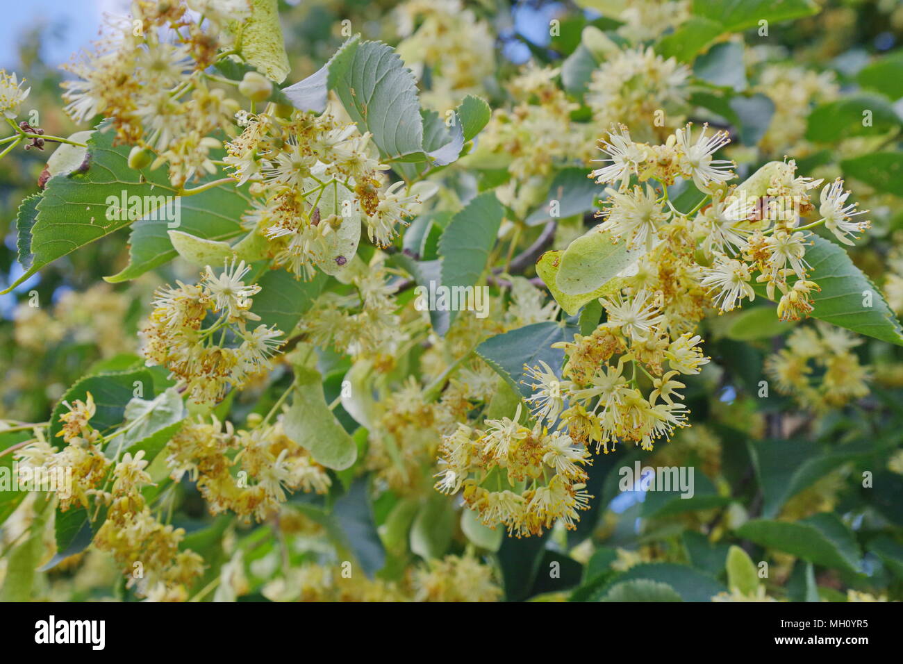 Blooming lime tree Stock Photo