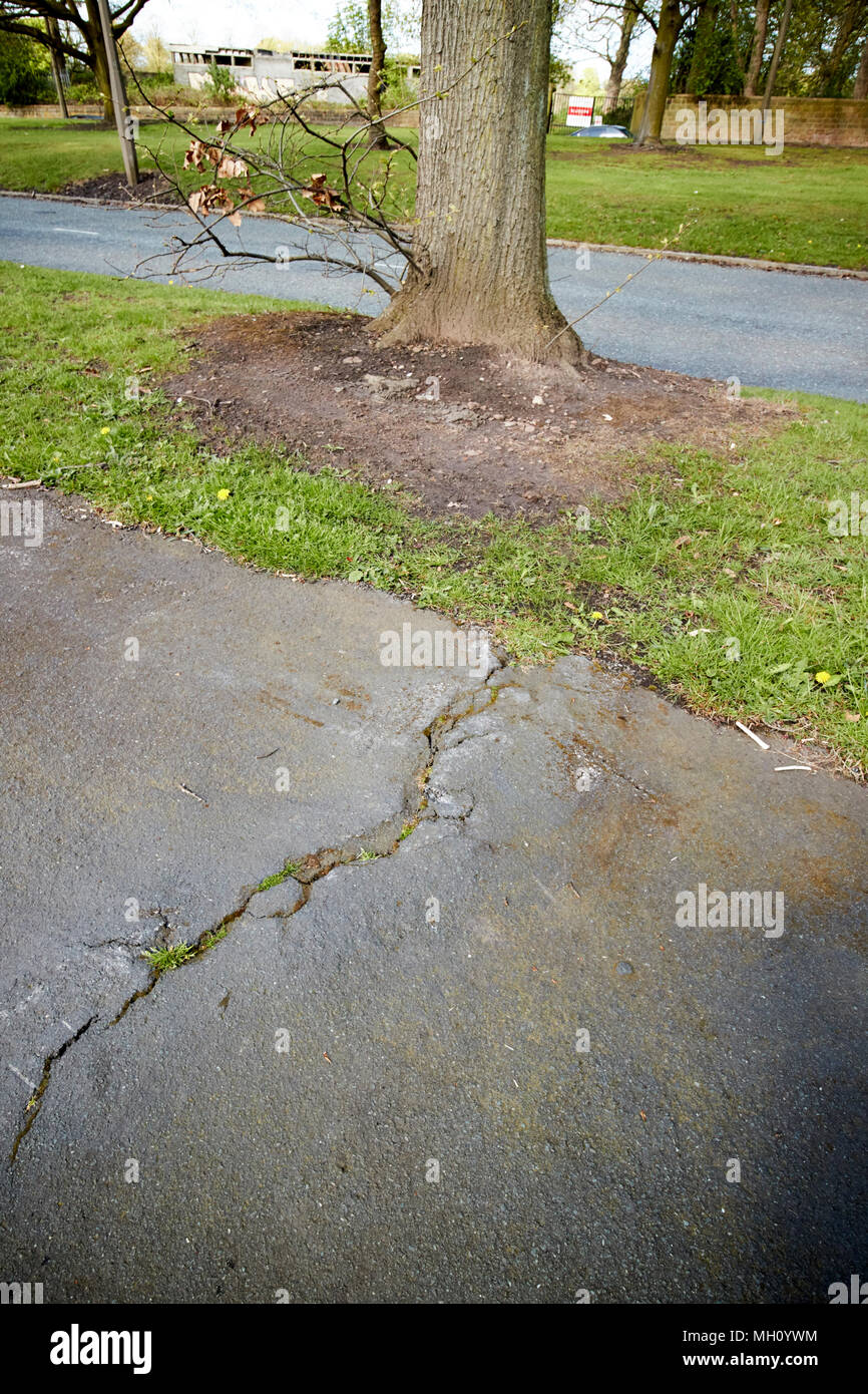 Tree roots crack hires stock photography and images Alamy