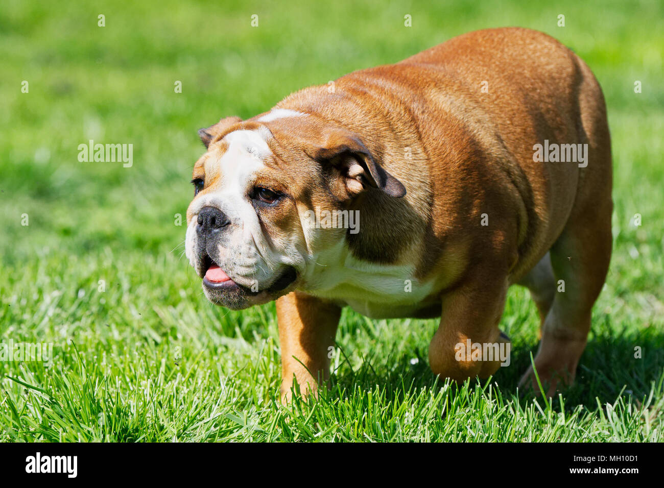 Portrait of the english bulldog outdoor in a sunny day Stock Photo - Alamy