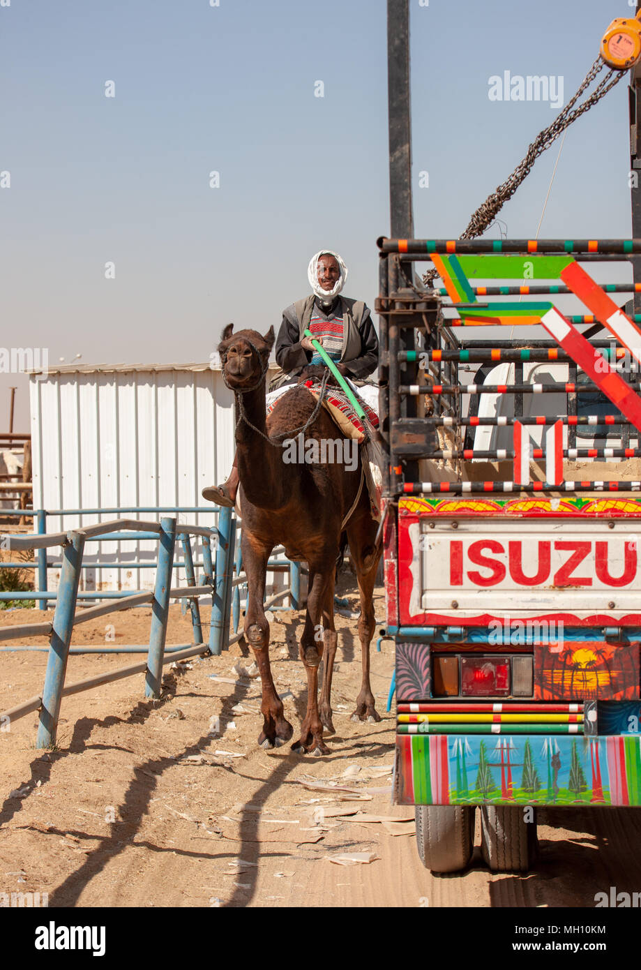 Rashaida sudanese man riding a camel in the market, Riyadh Province ...