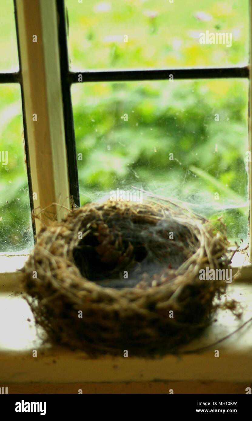 The Architecture of Bird's Nest's - rustic design, intricate style ...