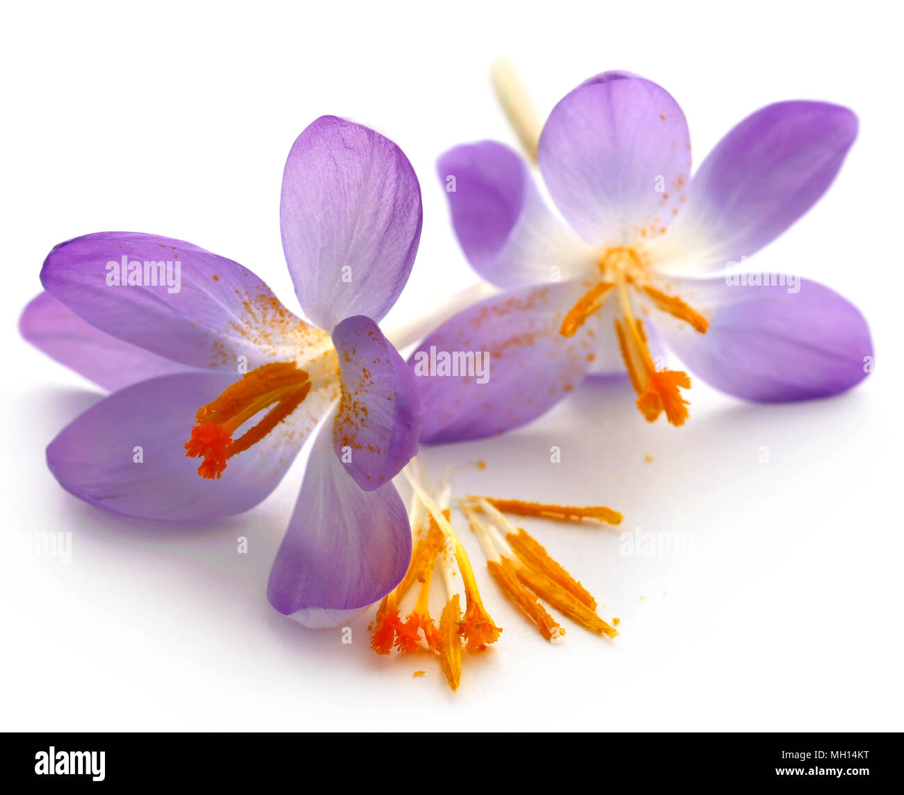 Saffron crocus flower over white background Stock Photo Alamy