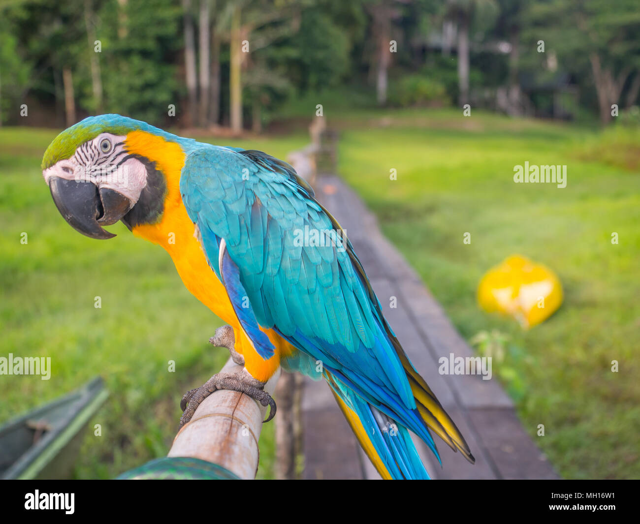 Beautiful, blue and yellow parrot (macaw) in the Amazon jungle Stock