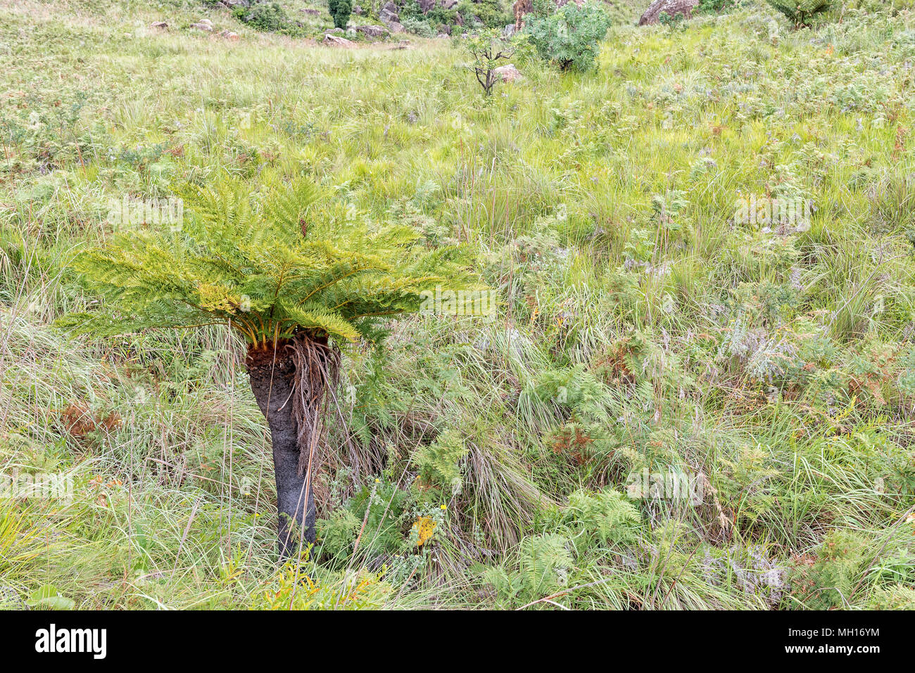 A Common South African tree fern or Grassland Tree Fern, Cyathea dregei, in a grass field near Mahai in the Drakensberg Stock Photo