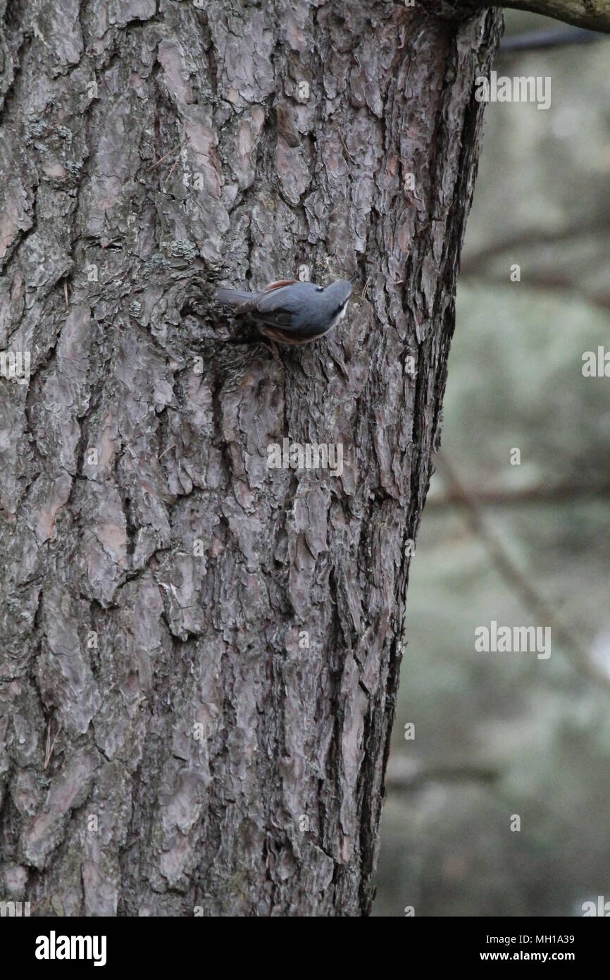 vivid nuthatch bird search bugs on tree in spring day in pine forest Stock Photo