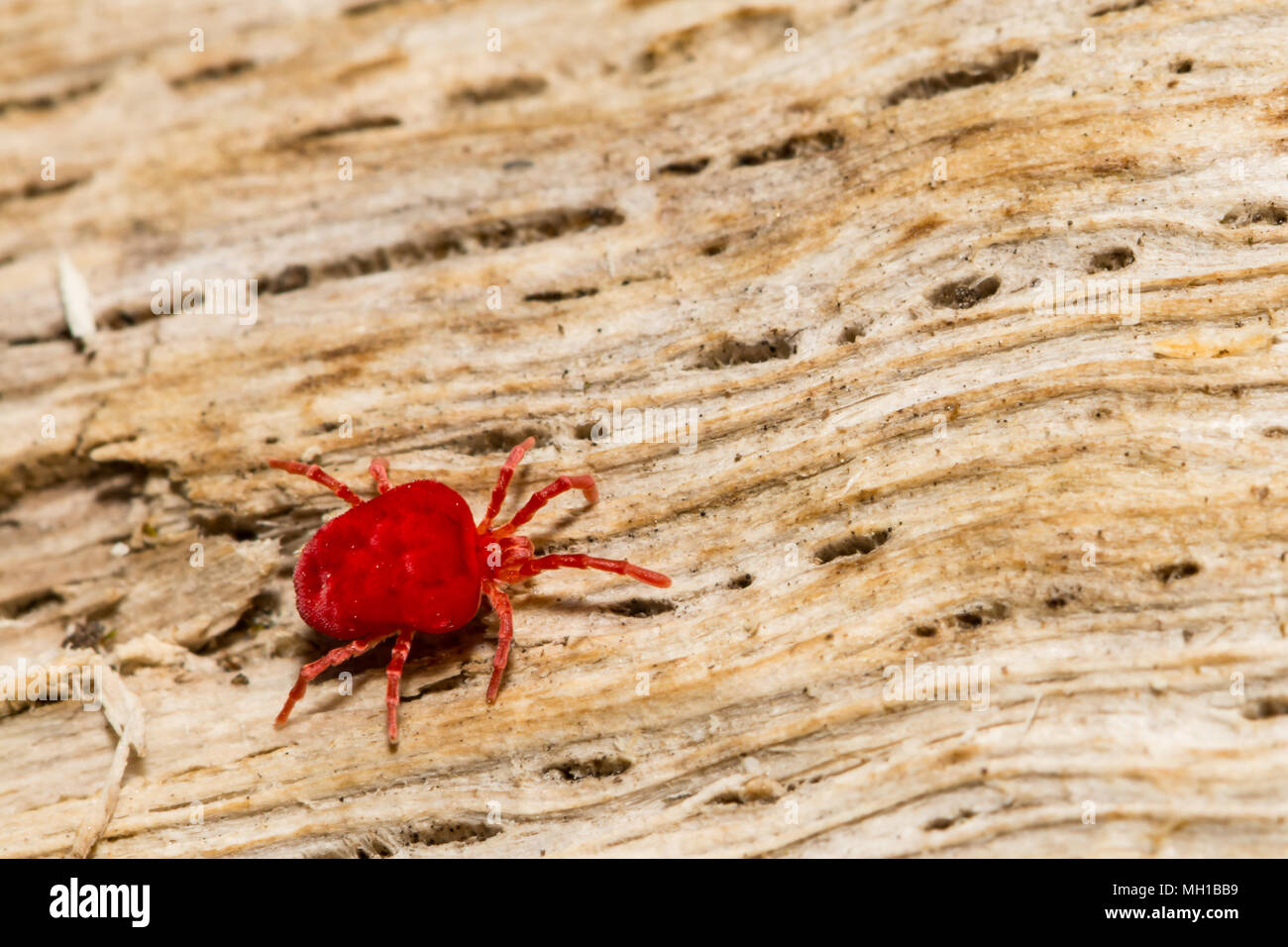 A Red Velvet Mite foraging for termite swarmers Stock Photo