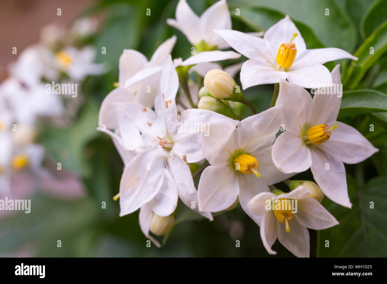 Solanum jasminoides Stock Photo