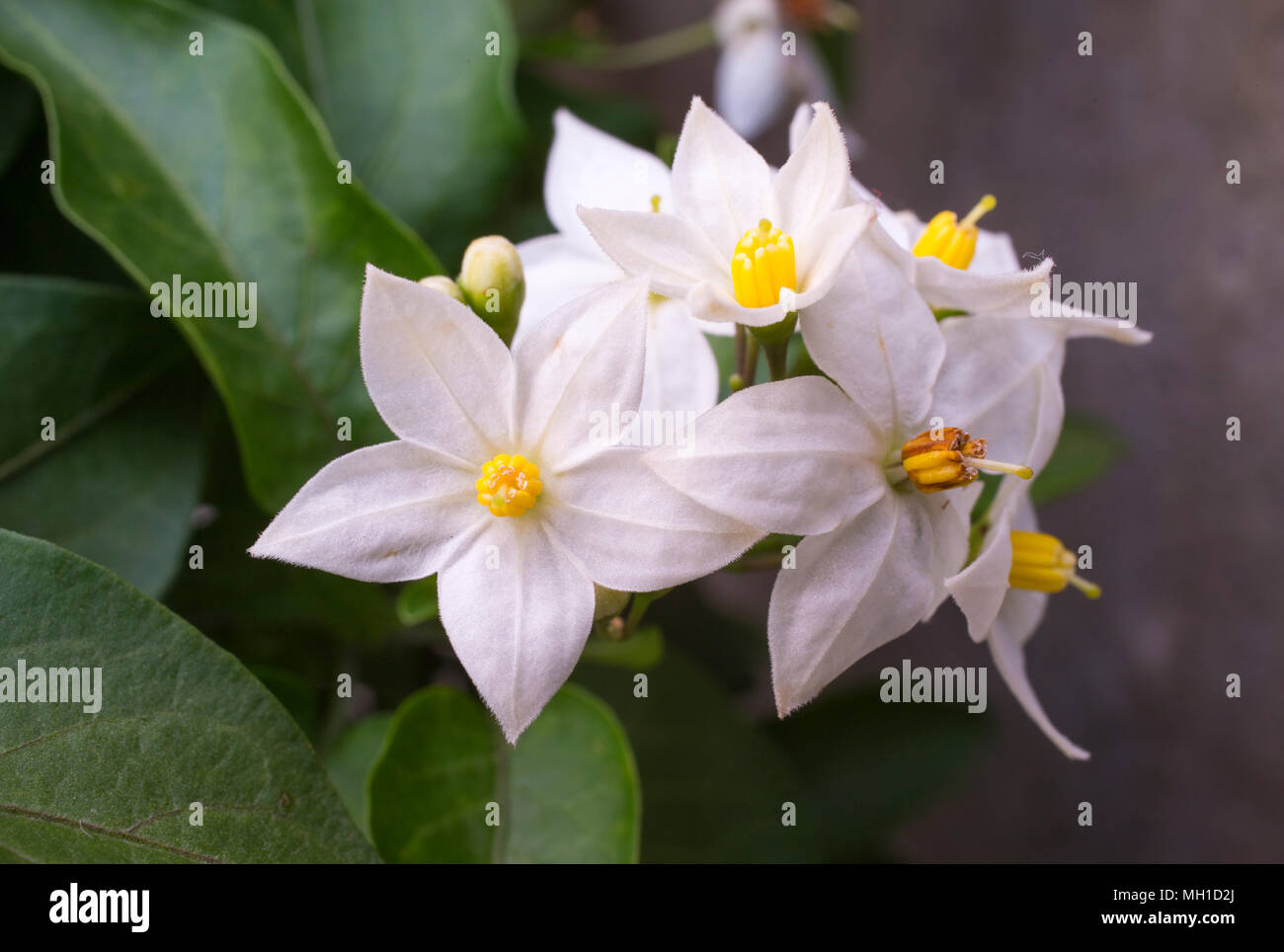 Solanum jasminoides Stock Photo