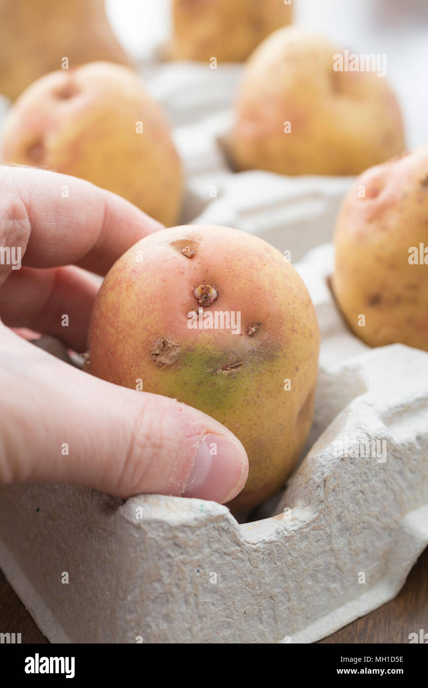 Placing Potato 'King Edward' in cardboard drink holder to chit Stock Photo