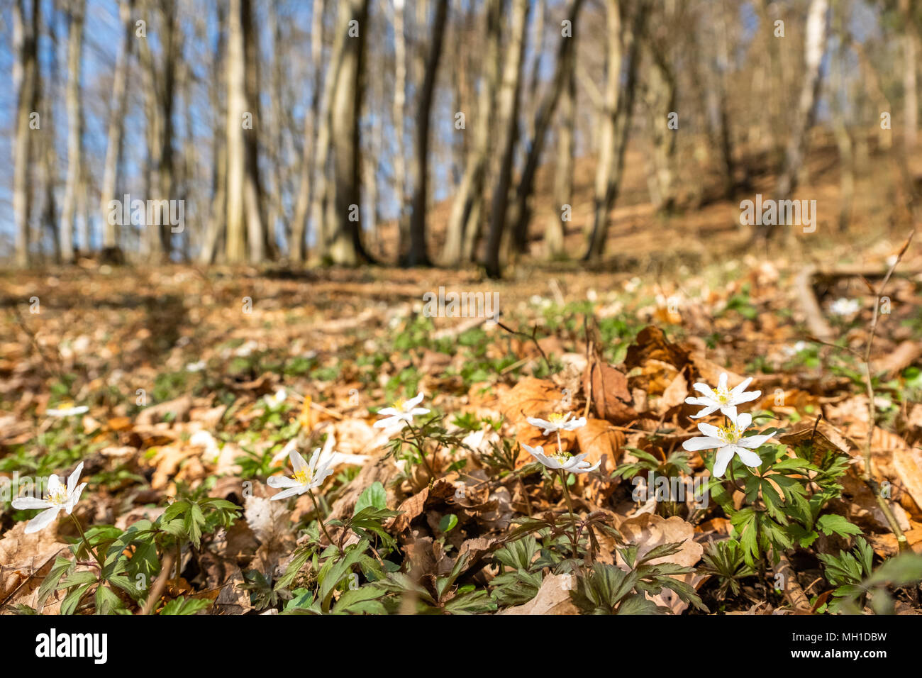 Der Frühling hält Einzug im Wald blühende Anemonen Stock Photo