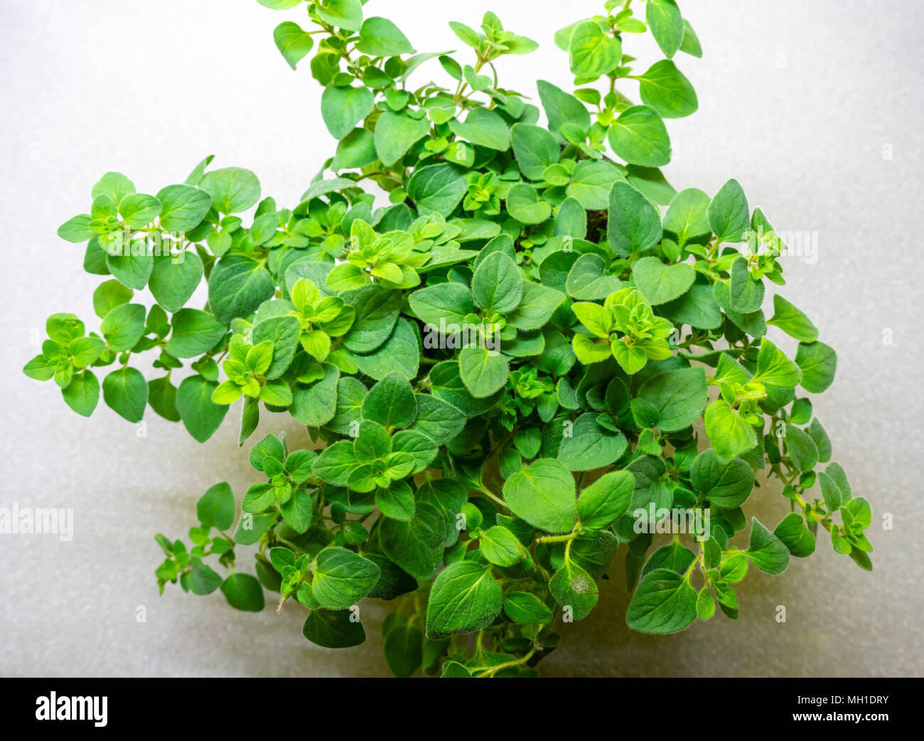 Oregano plant (Origanum vulgare) a Perennial herb Stock Photo