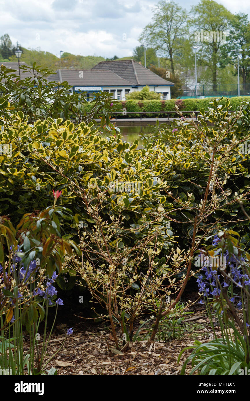 Strathaven Park, John Hastie Park, South Lanarkshire on a Sunny Day Stock Photo