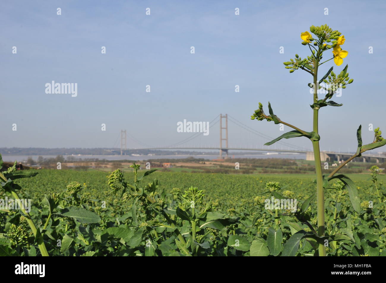 View of the Humber Bridge from a field in the  Barton-upon-Humber outskirt Stock Photo