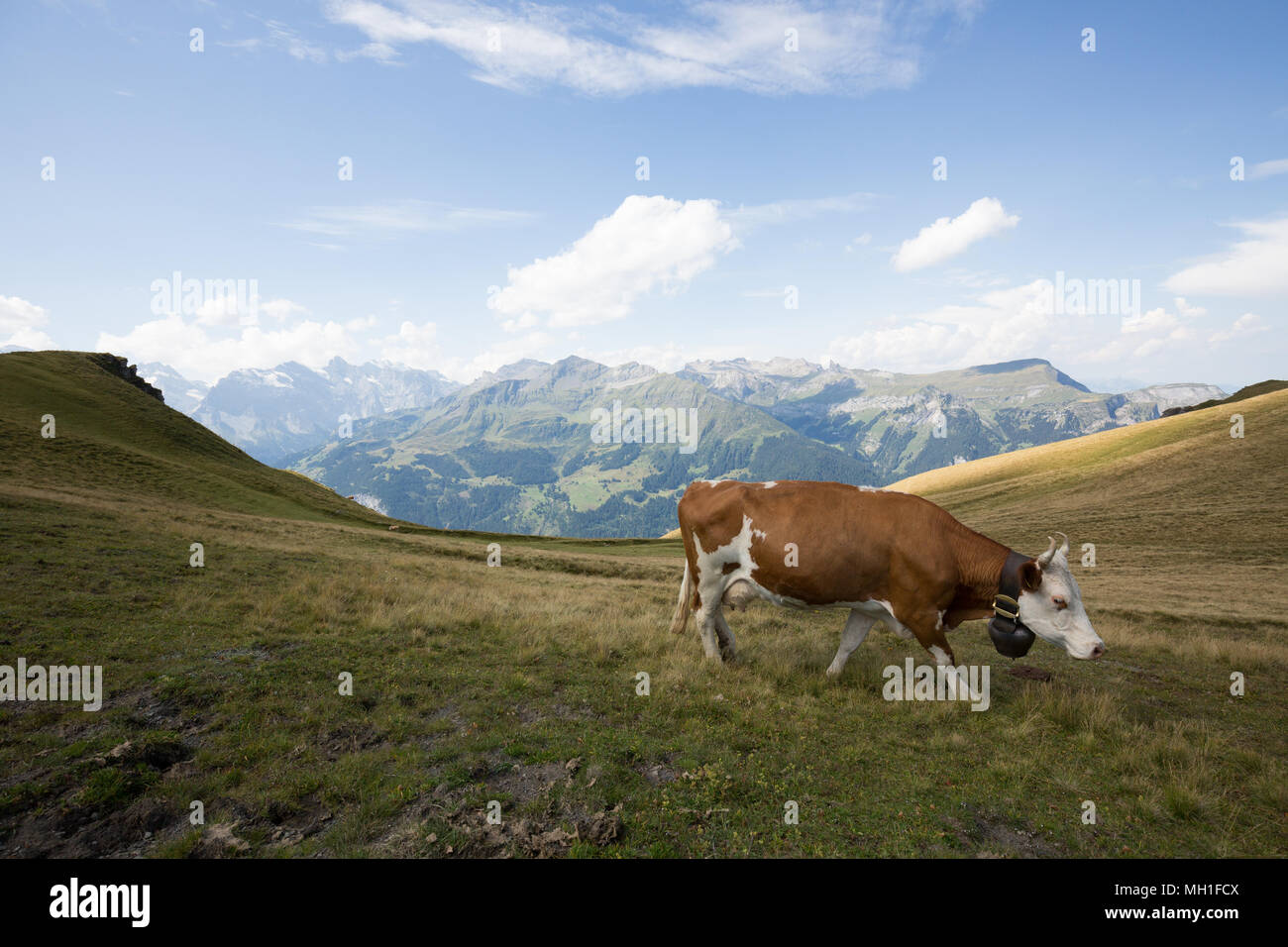 Cow grazing on fresh green grass in Swiss Alps Stock Photo - Alamy