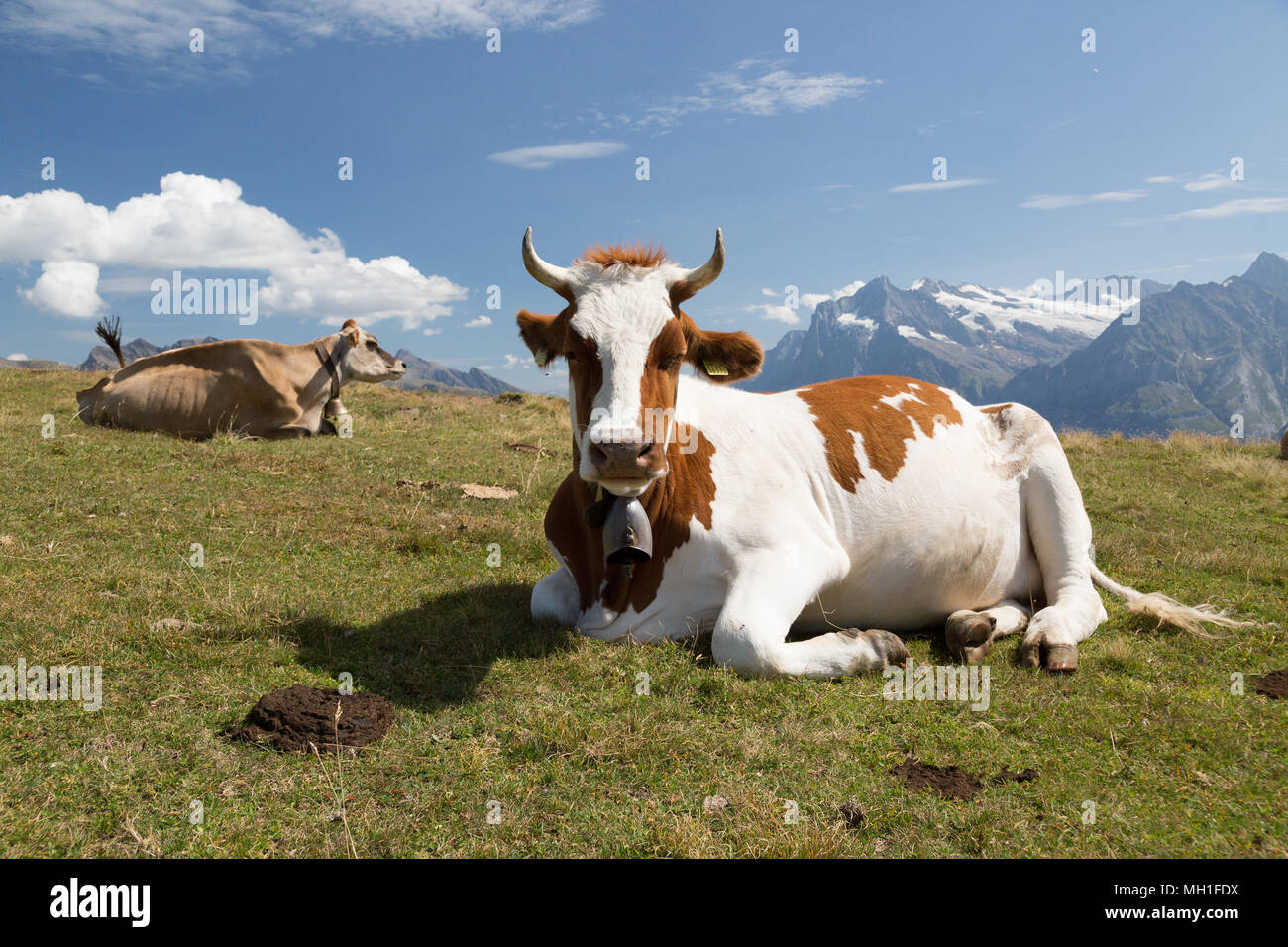 Cow grazing on fresh green grass in Swiss Alps Stock Photo - Alamy