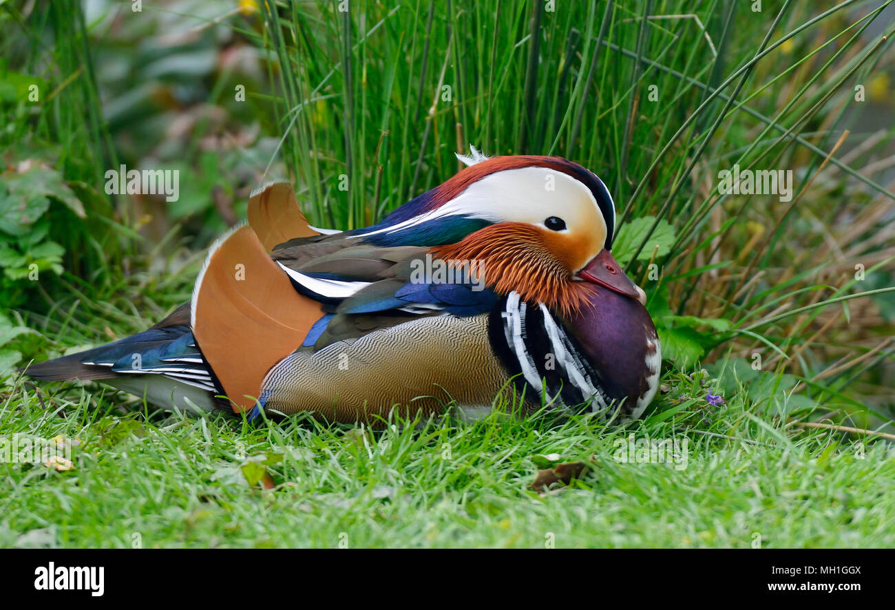 Mandarin Duck - Aix galericulata Male resting on grass Stock Photo