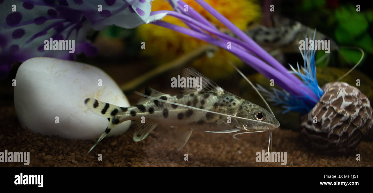 Grey synodontis alberti catfish swimming underwater in aquarium Stock Photo