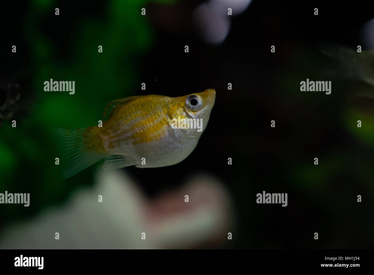 Small yellow and white balloon molly poecilia sphenops fish swimming underwater in aquarium on a dark background Stock Photo