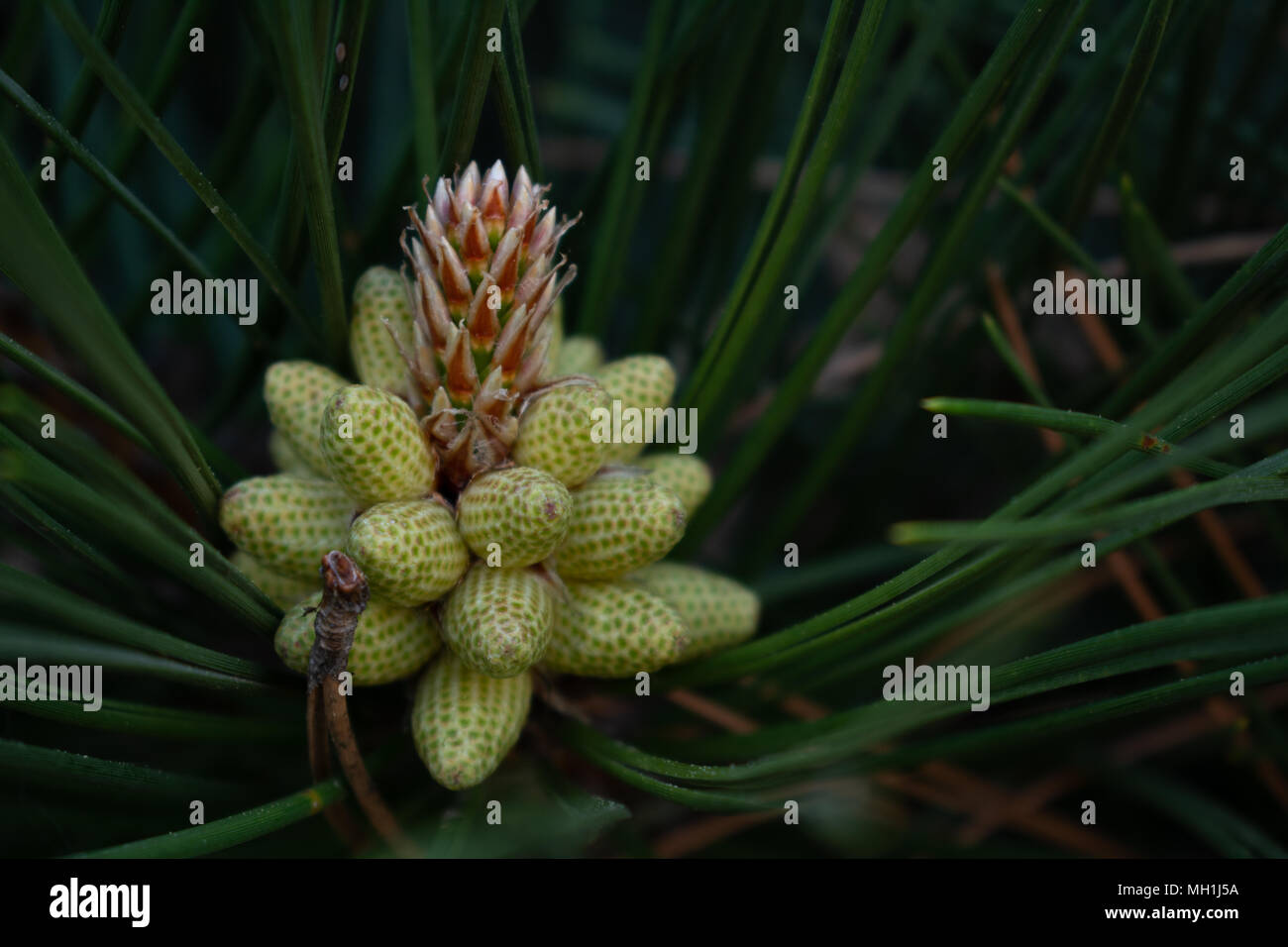 Bunch of small green pine cones on a branch with needles Stock Photo