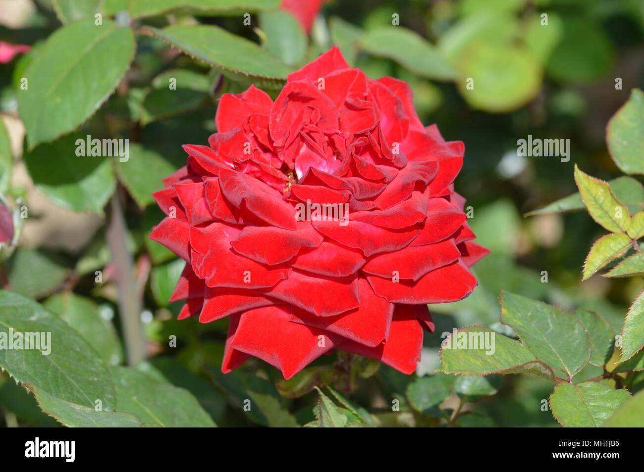 Rose Loving Memory Stock Photo - Alamy