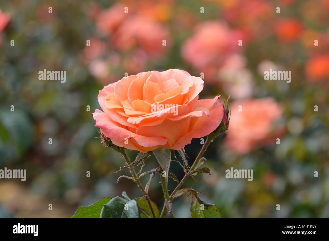 Mama Rose High Resolution Stock Photography and Images - Alamy