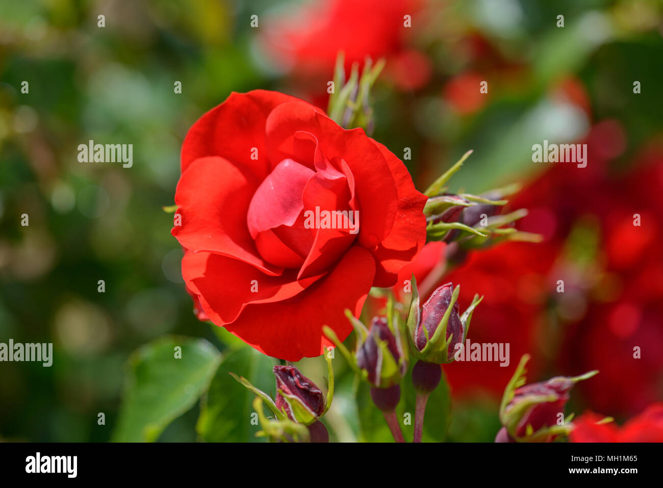 Rose Moment in time Stock Photo - Alamy