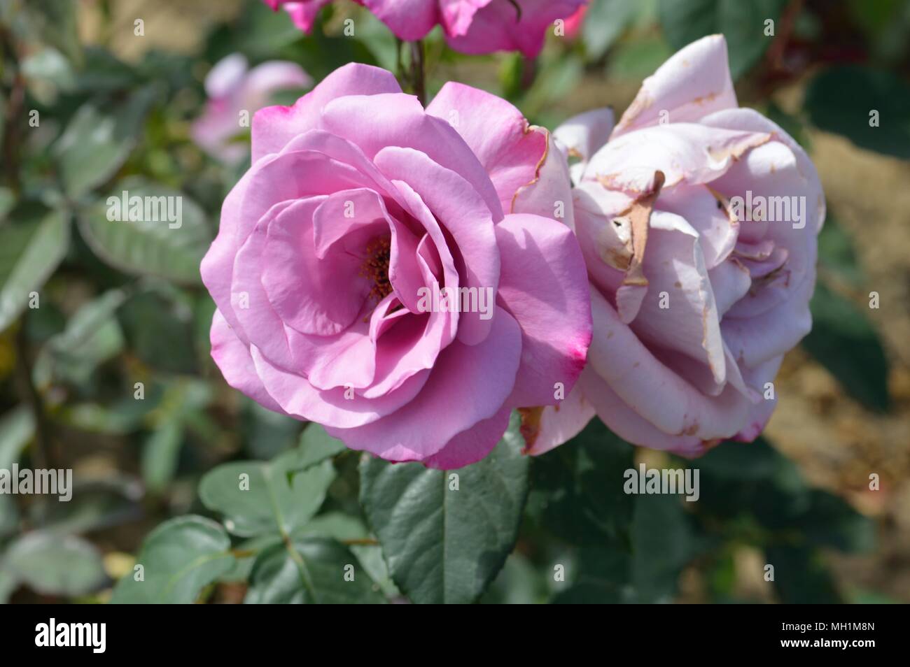 Rose Moody Blue Stock Photo - Alamy