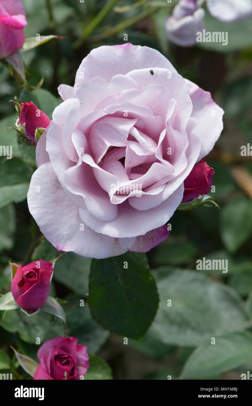 Rose Moody Blue Stock Photo - Alamy
