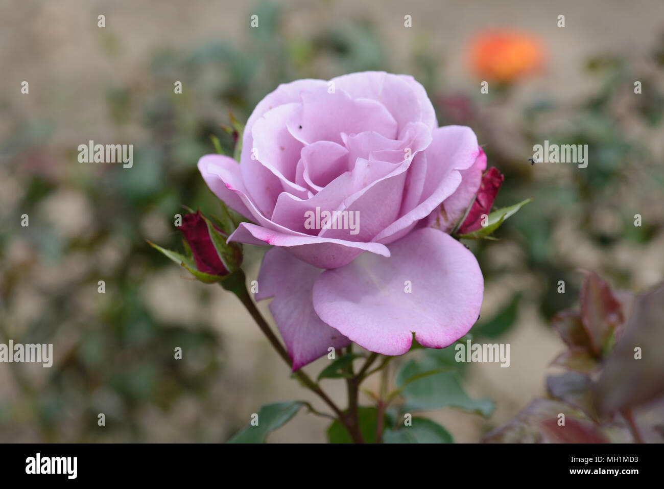 Rose Moody Blue Stock Photo - Alamy