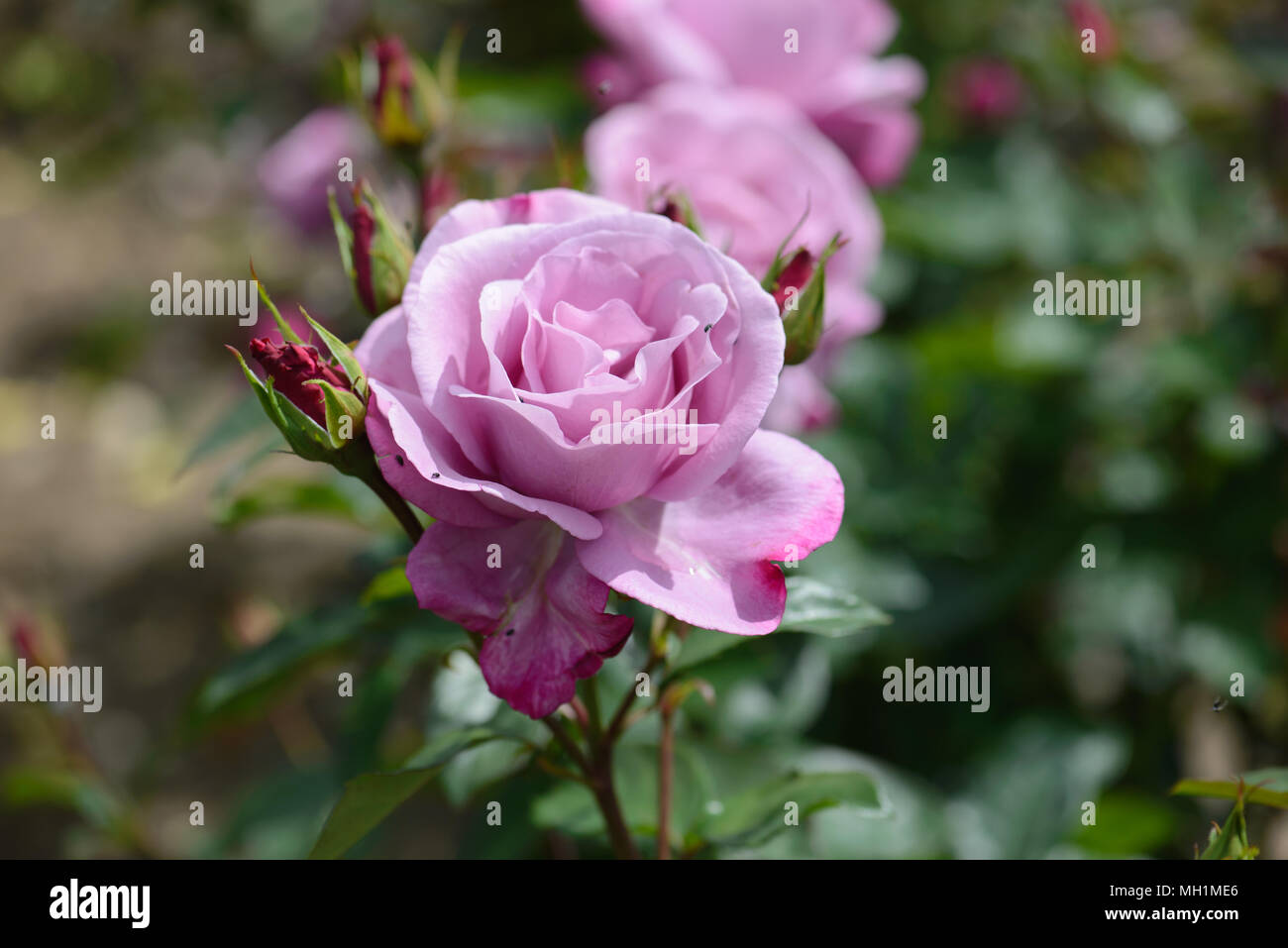 Rose Moody Blue Stock Photo - Alamy