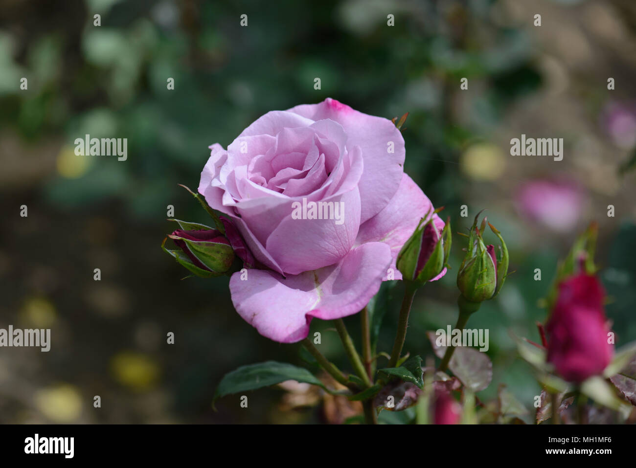 Moody Blue Rose