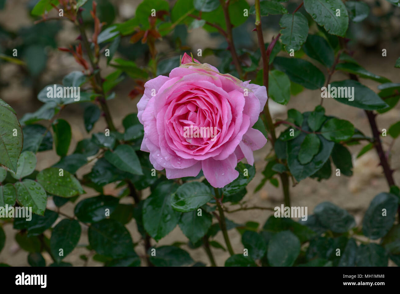 rose called mum in a million