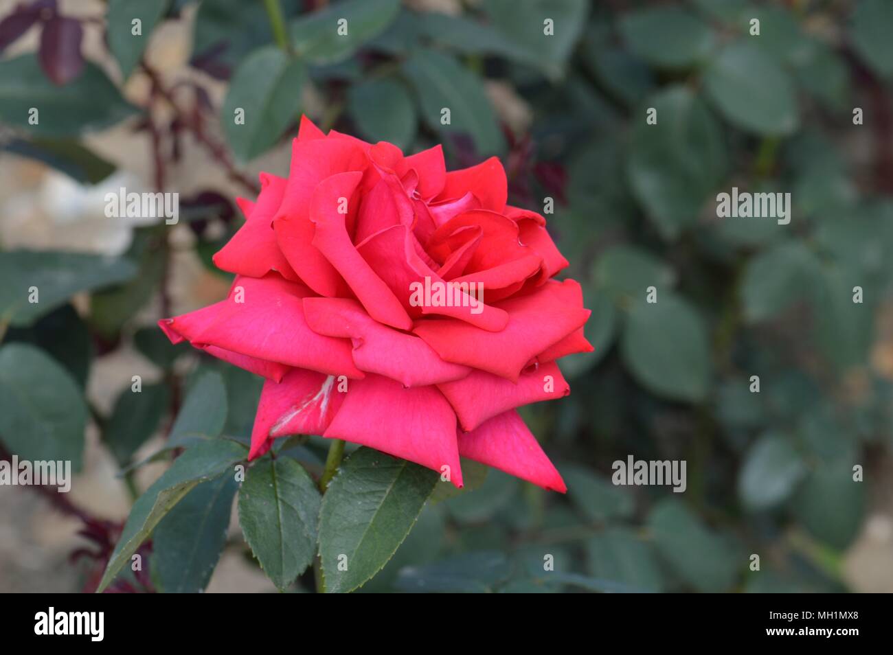 Rose National Trust Stock Photo