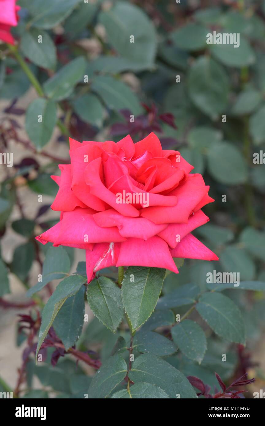 Rose National Trust Stock Photo