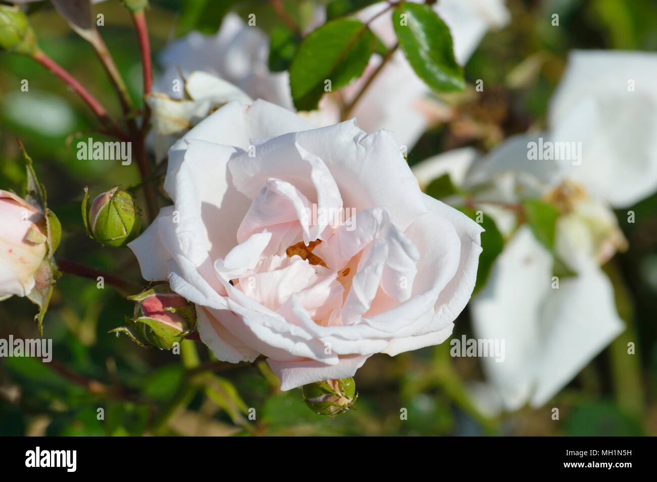 Rose New Dawn Stock Photo Alamy