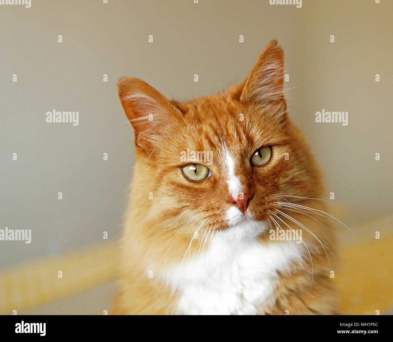 Ginger Long Hair Cat with Green Eyes, Close Up Looking at camera. Indoor photos of house cat Stock Photo