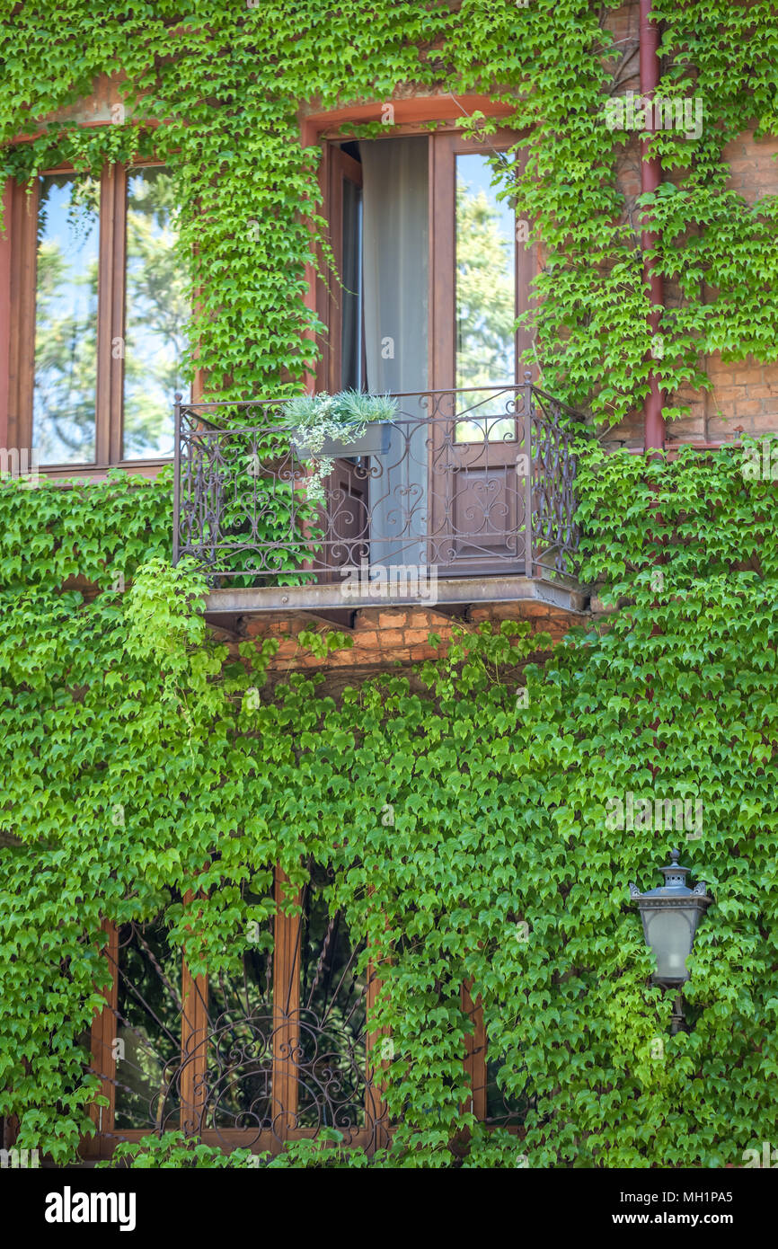 Clambering plant on the exterior wall of house Stock Photo - Alamy