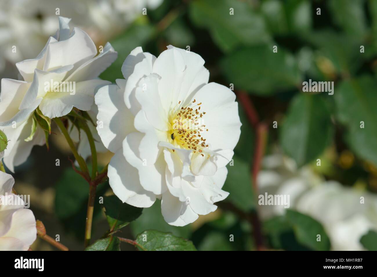 Rose Penelope Stock Photo Alamy