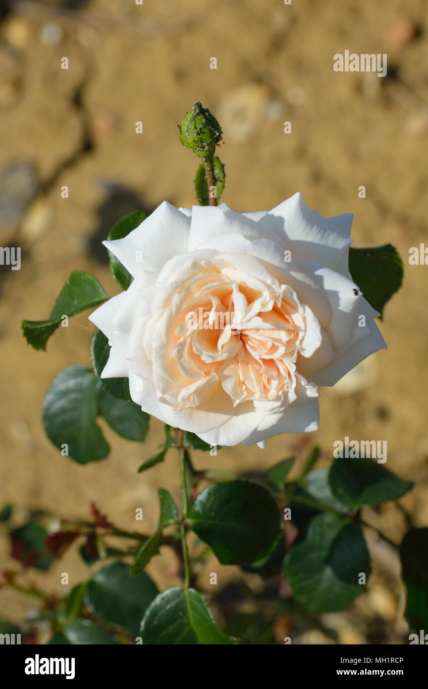 Penny lane flowers hires stock photography and images Alamy