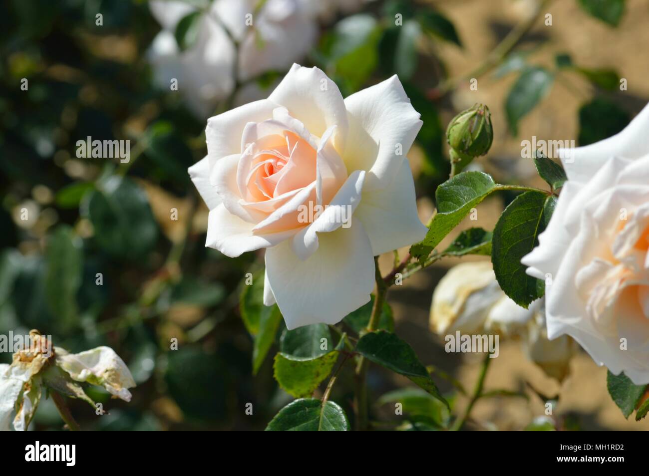Rose Penny Lane Stock Photo - Alamy