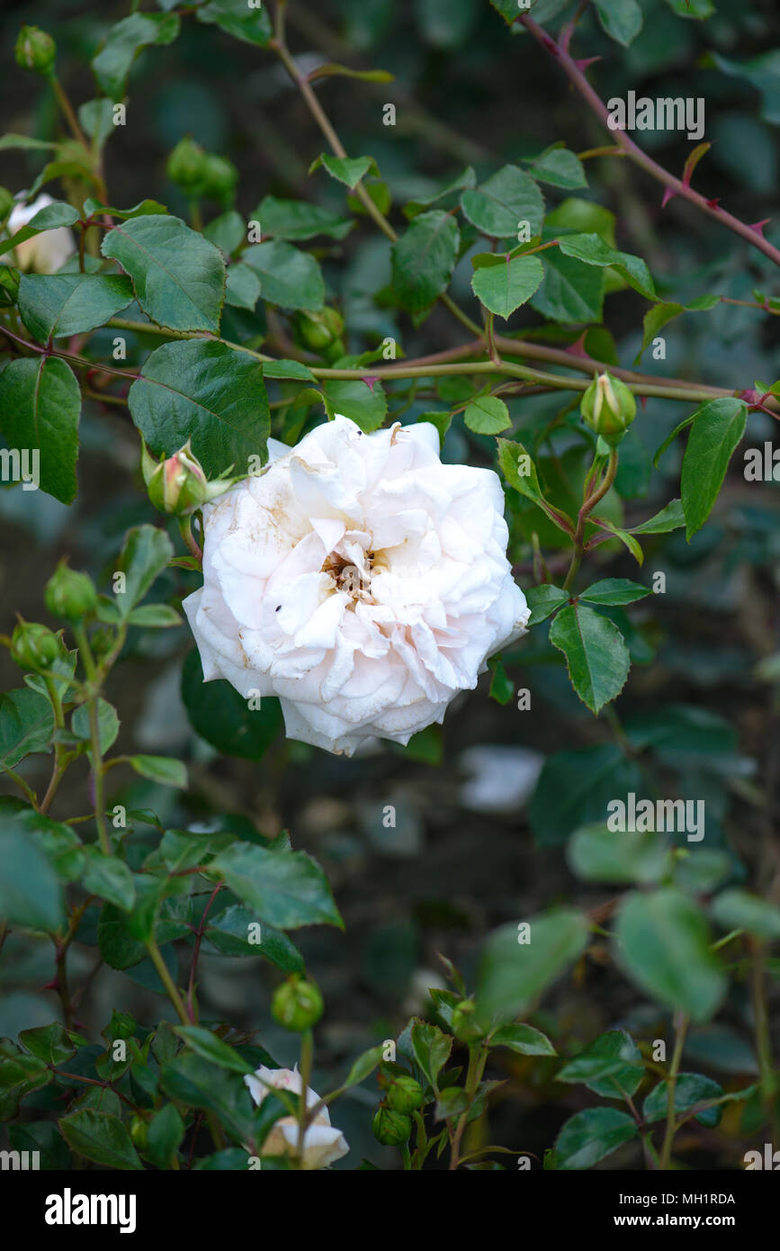 Rose lane hi-res stock photography and images - Alamy