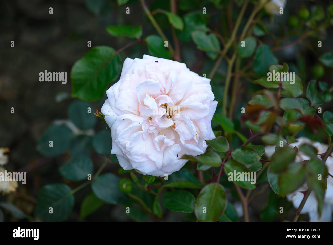 Rose Penny Lane Stock Photo - Alamy