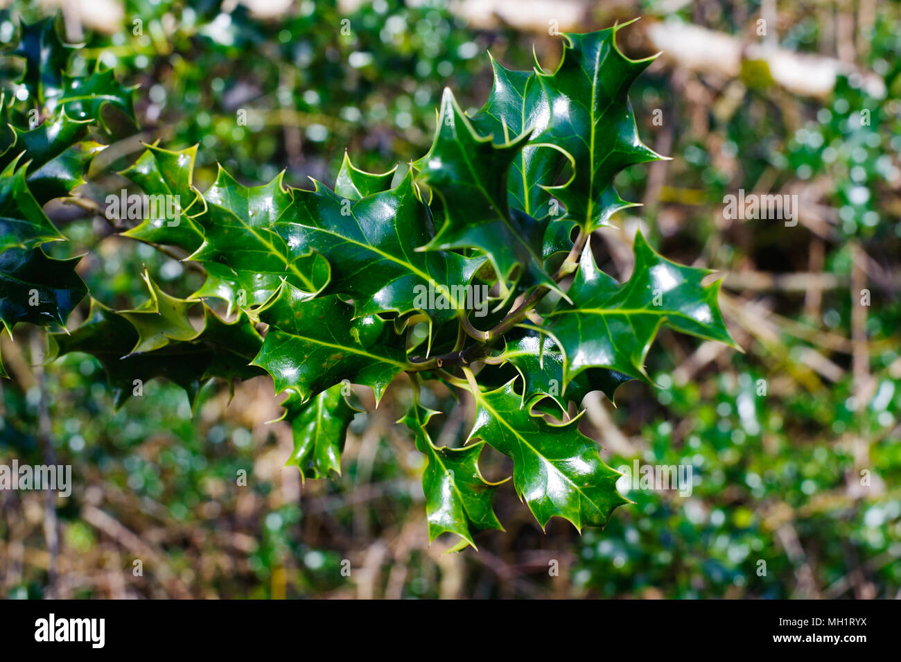 Сommon holly, Irish holly (Ilex aquifolium), twig with leaves, Ireland Stock Photo