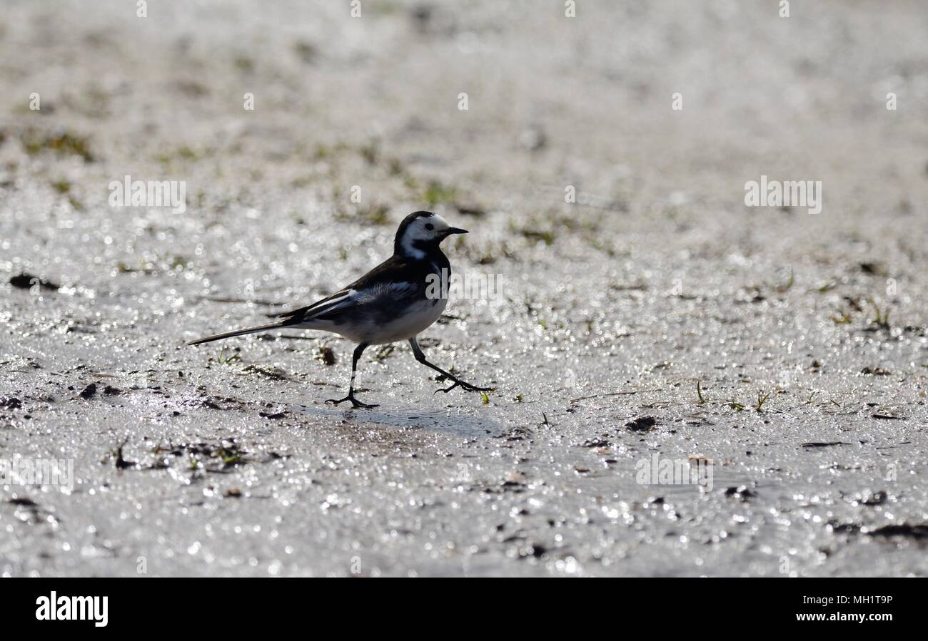 Pied Wagtail by Scottish Loch Stock Photo