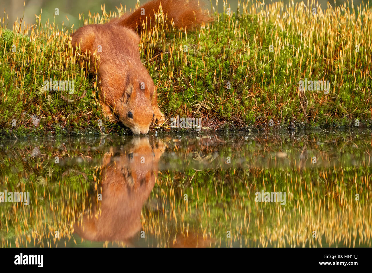 red squirrel with thirst drinks in a water on the waterfront with ...
